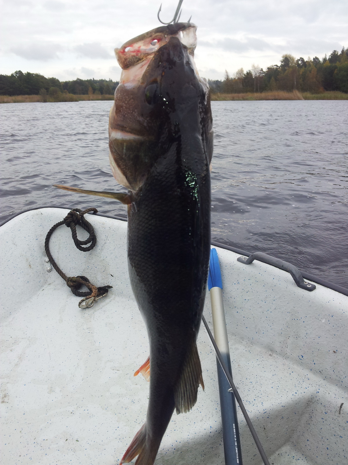 PROFESSIONELLT FISKE I STOCKHOLM