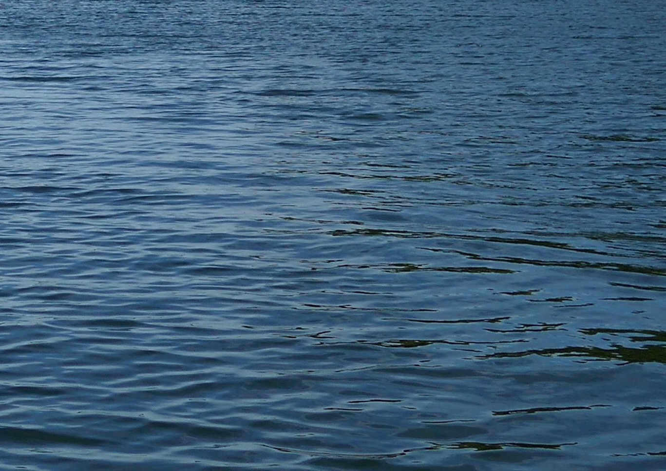 Drevviken drabbas av oljeutsläpp