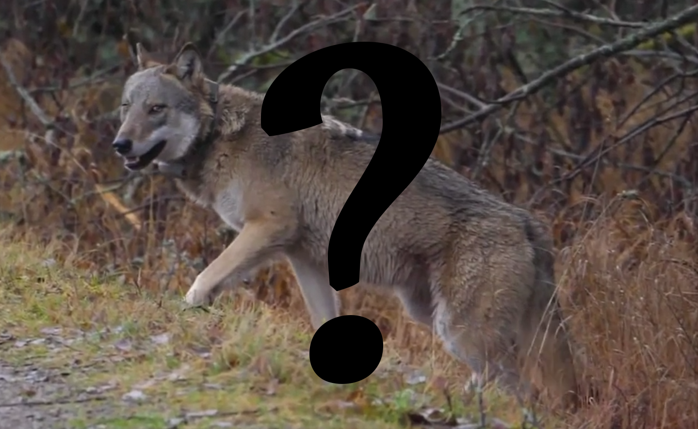 Varg på Södertörn - En uppdatering