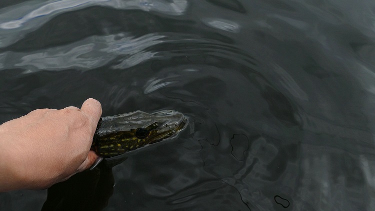 Tjuvfiskare i Tyresö
